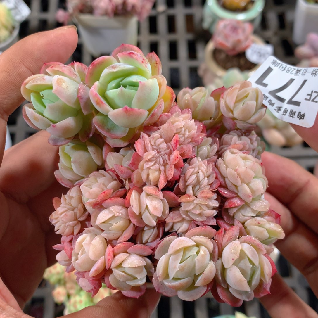 5CM拇指盆精控多肉ZF771