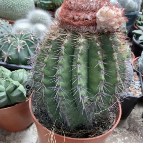 黄金云仙人球50米仙人球