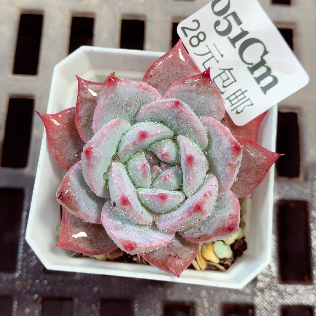 5厘米盆精控多肉051