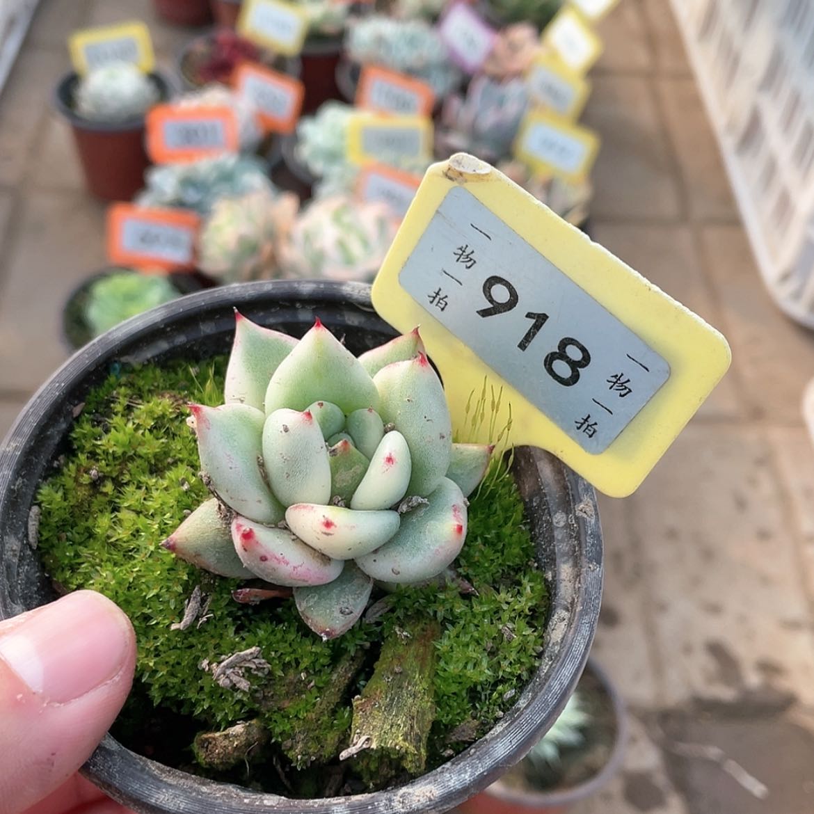 【闪购商品】918号