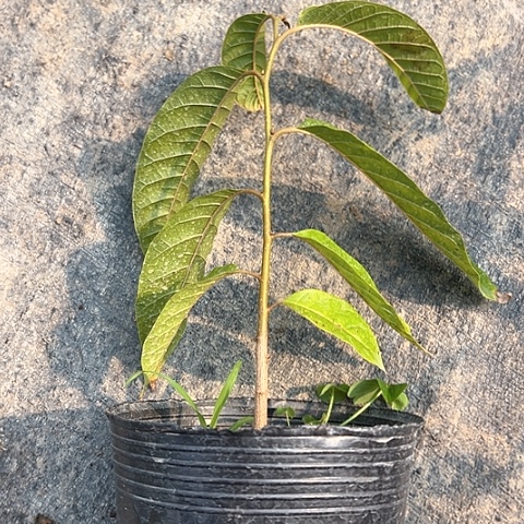 有没有姐妹来的时候看一下用****4