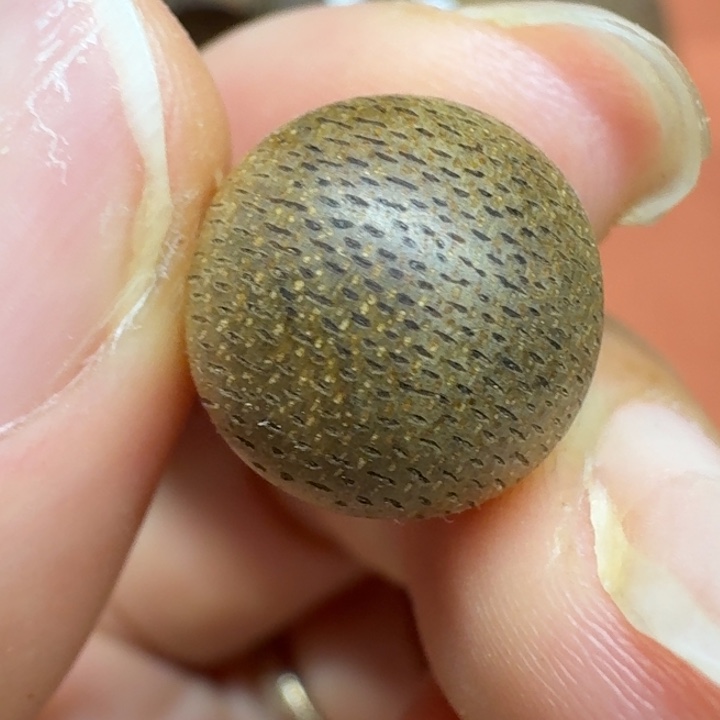 沉香沉香碎屑馨安居沉香8888888