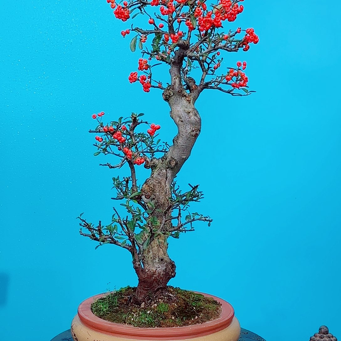 止***云无花朵火棘吉祥果大盆栽