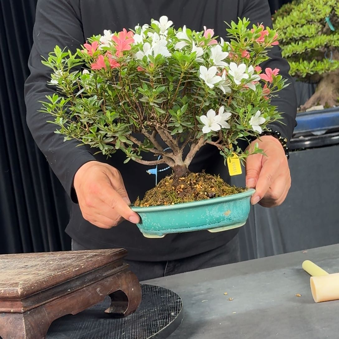 顽*小太郎杜鹃盆景