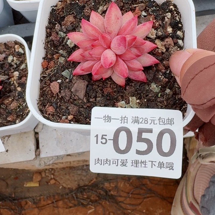 金鱼姬多肉无盆土发货多肉多