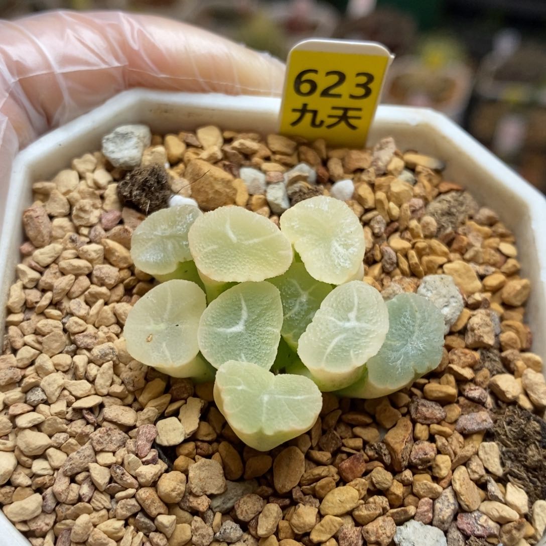 623号实生万象锦带盆