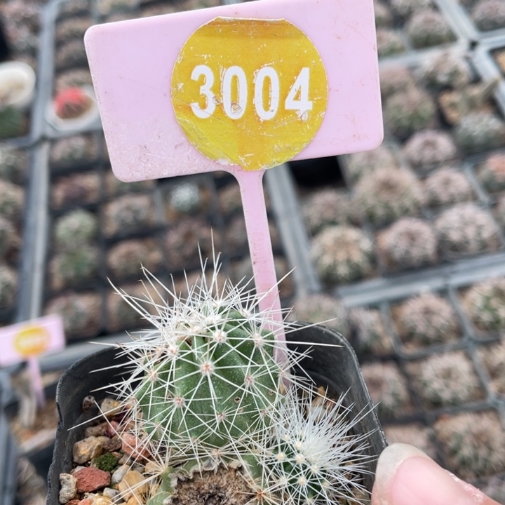 *****实生虾3004000000