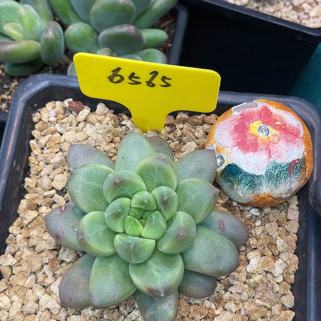 这么样我就不会6565