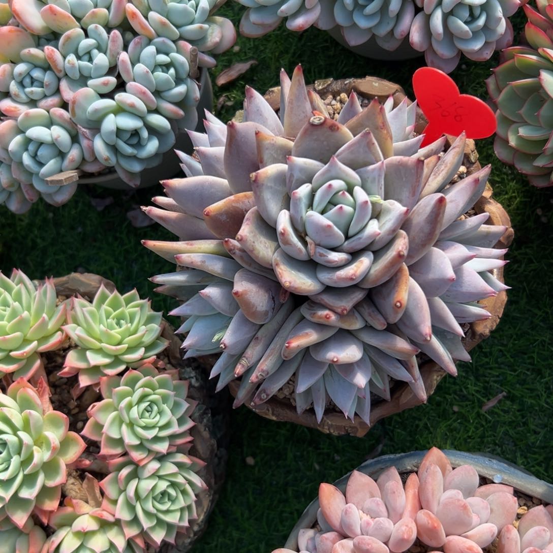 小*?多肉植物一物一拍