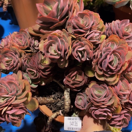 用****8秀妍14136多肉