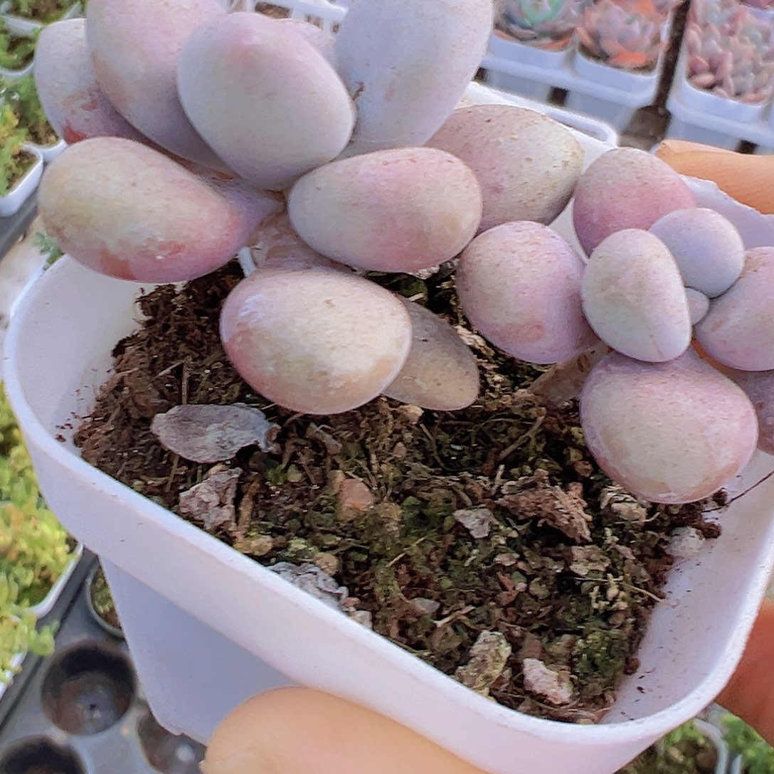 双头老桩桃蛋19包邮