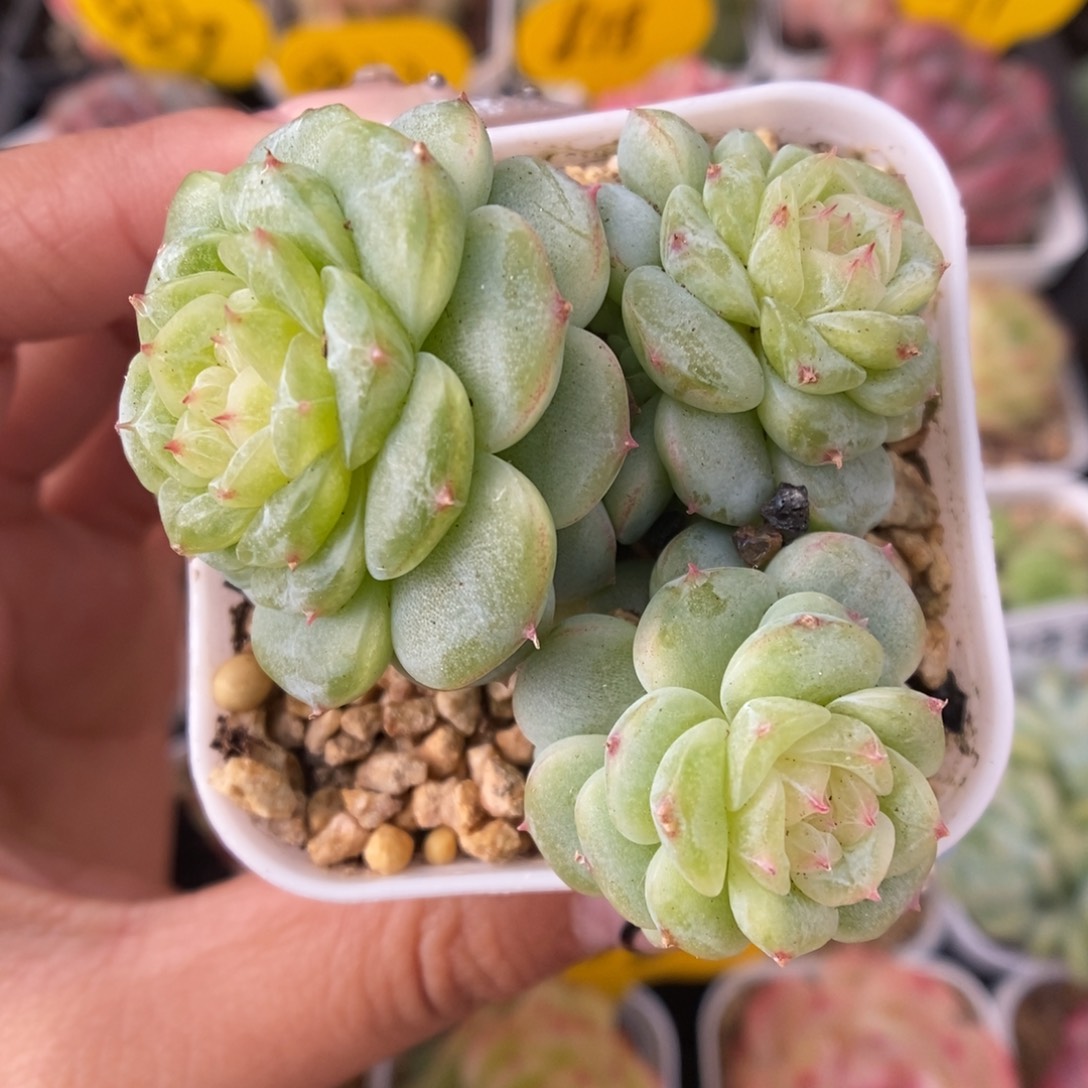 白晶体珍妮群生4755号 