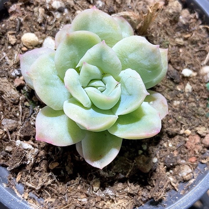 多肉植物泡泡纱7