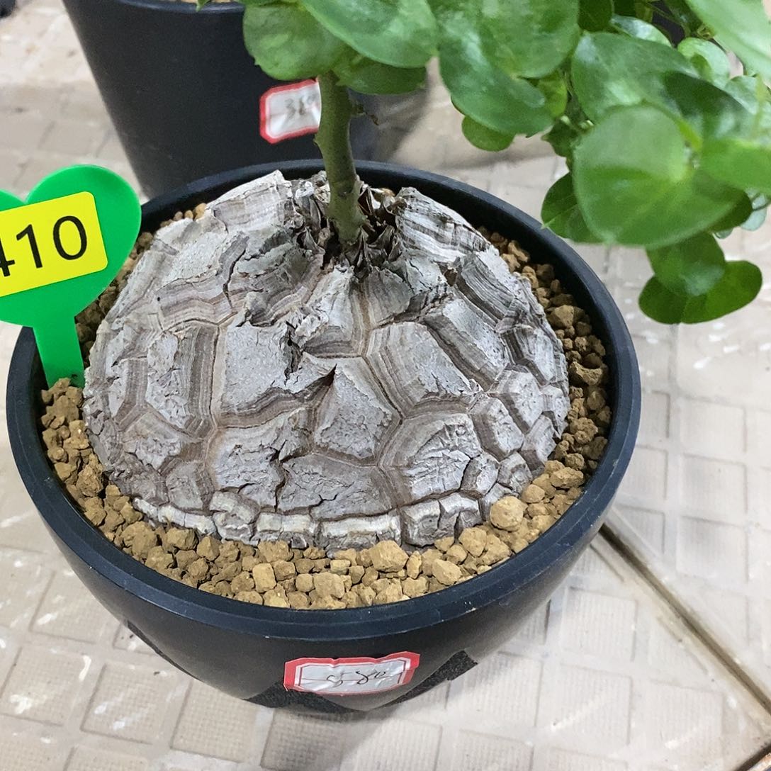 u****o南非龟甲龙龟甲龙