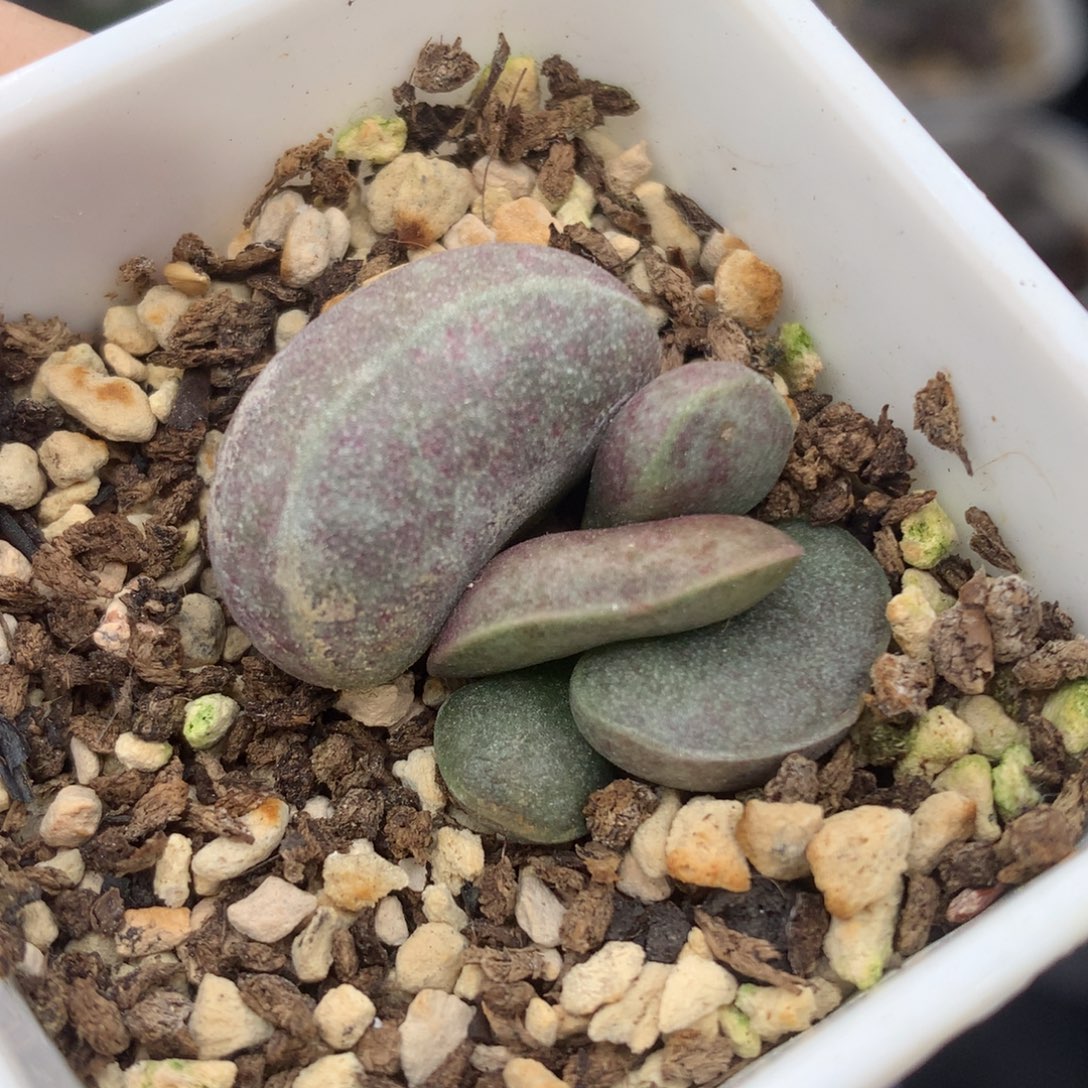 满斑花蛋一物一拍就是