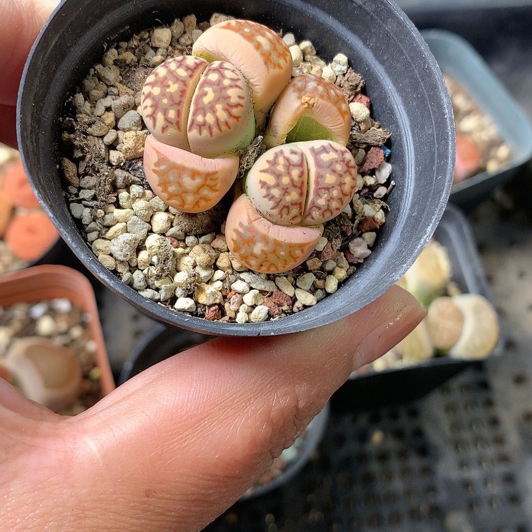 D216多肉植物保护研究所