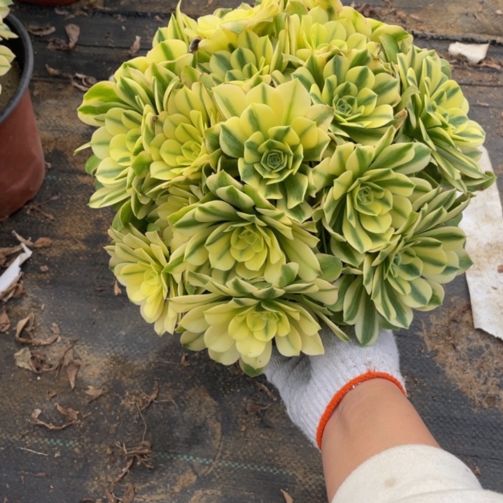 519辛尼亚法师多肉断枝不售后