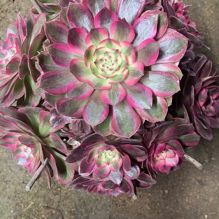 多肉植物云荷锦…………
