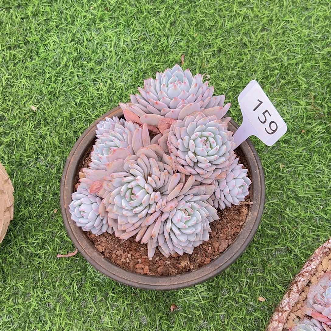 夜**央159星星橙25不售后