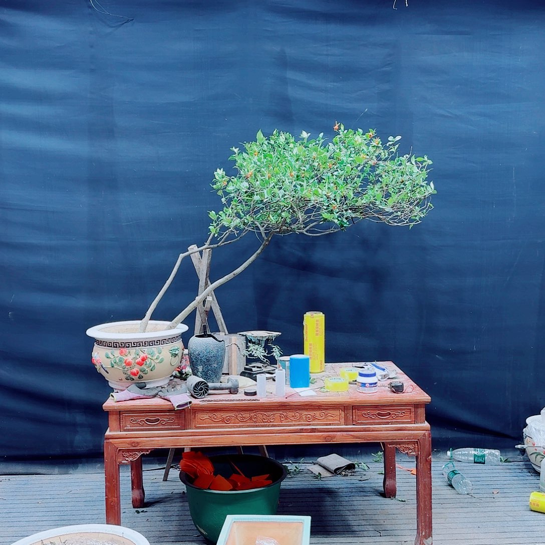 黄***忆无花朵高山栀子花