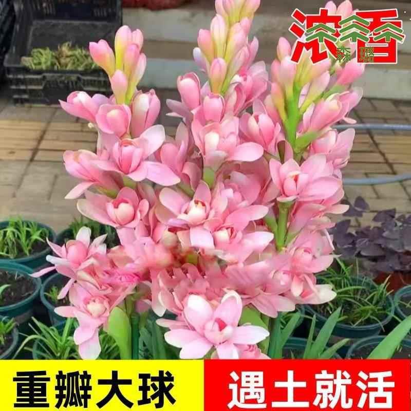 重瓣香水晚香玉种球大花浓香四季花卉耐寒盆地栽绿植懒人养不死花