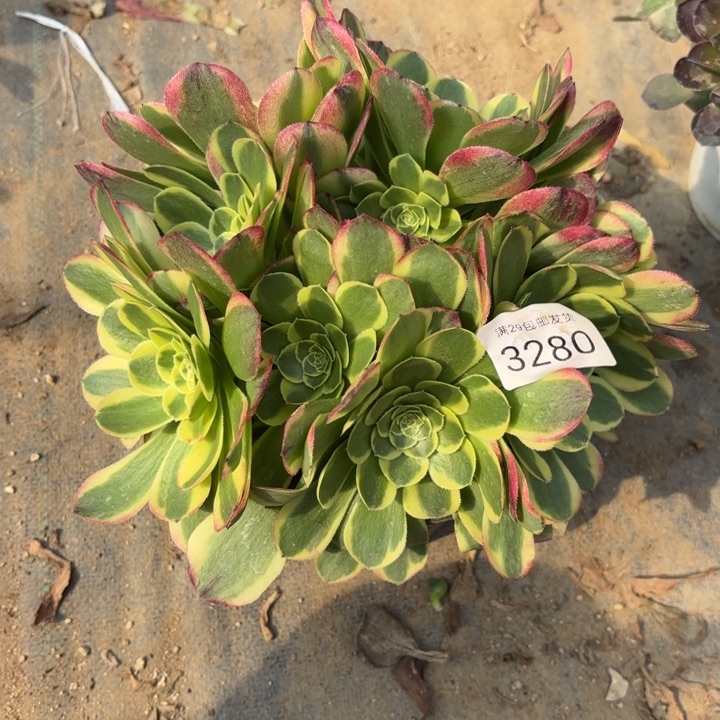 万圣节奶白锦多肉3280