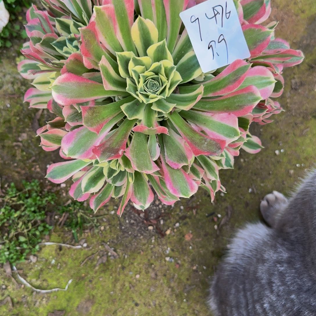 红一物一拍多肉法师福利9476