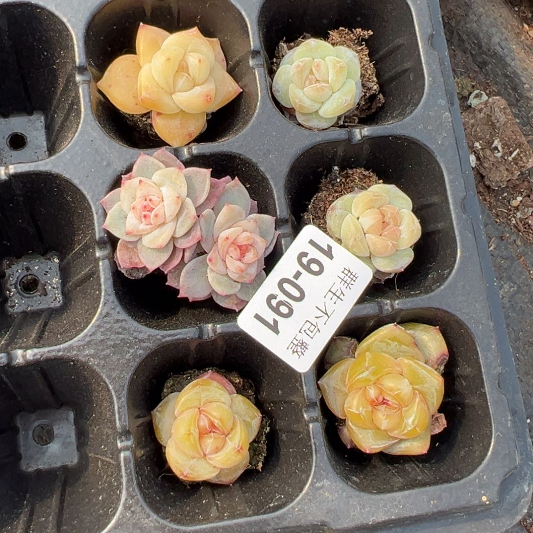 柿*~小卡拉米糖心一物一拍19-91