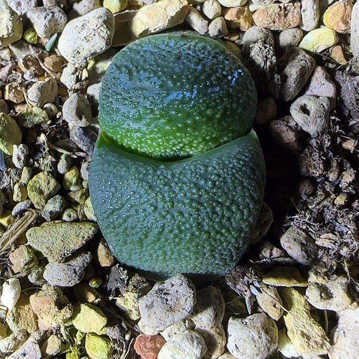 家有卧牛衣食无忧新年福利