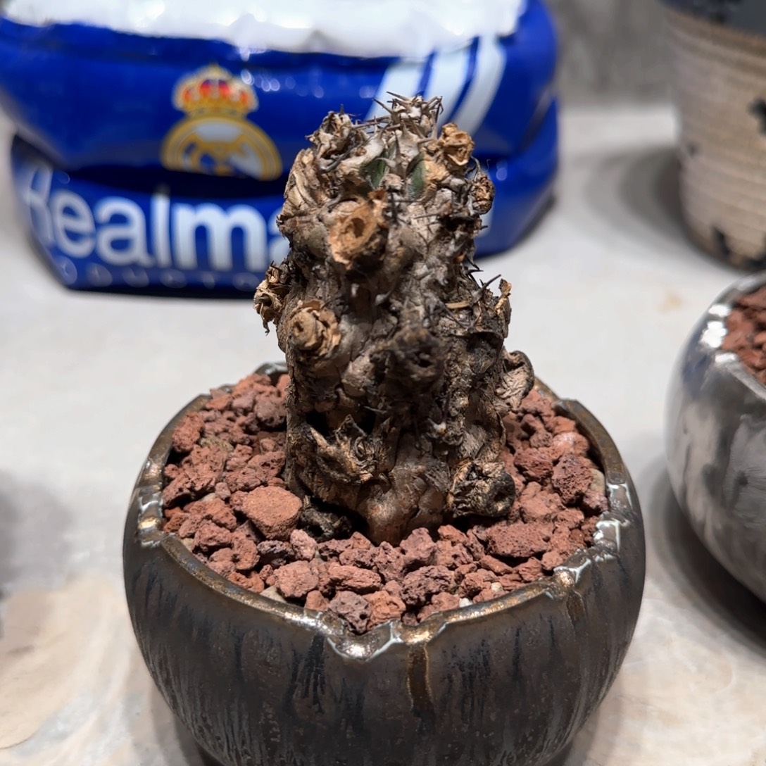 吖***咪火山大戟一物一拍