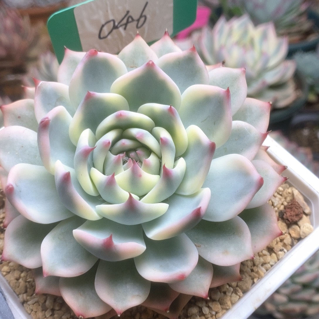 046锦锦锦锦锦锦锦