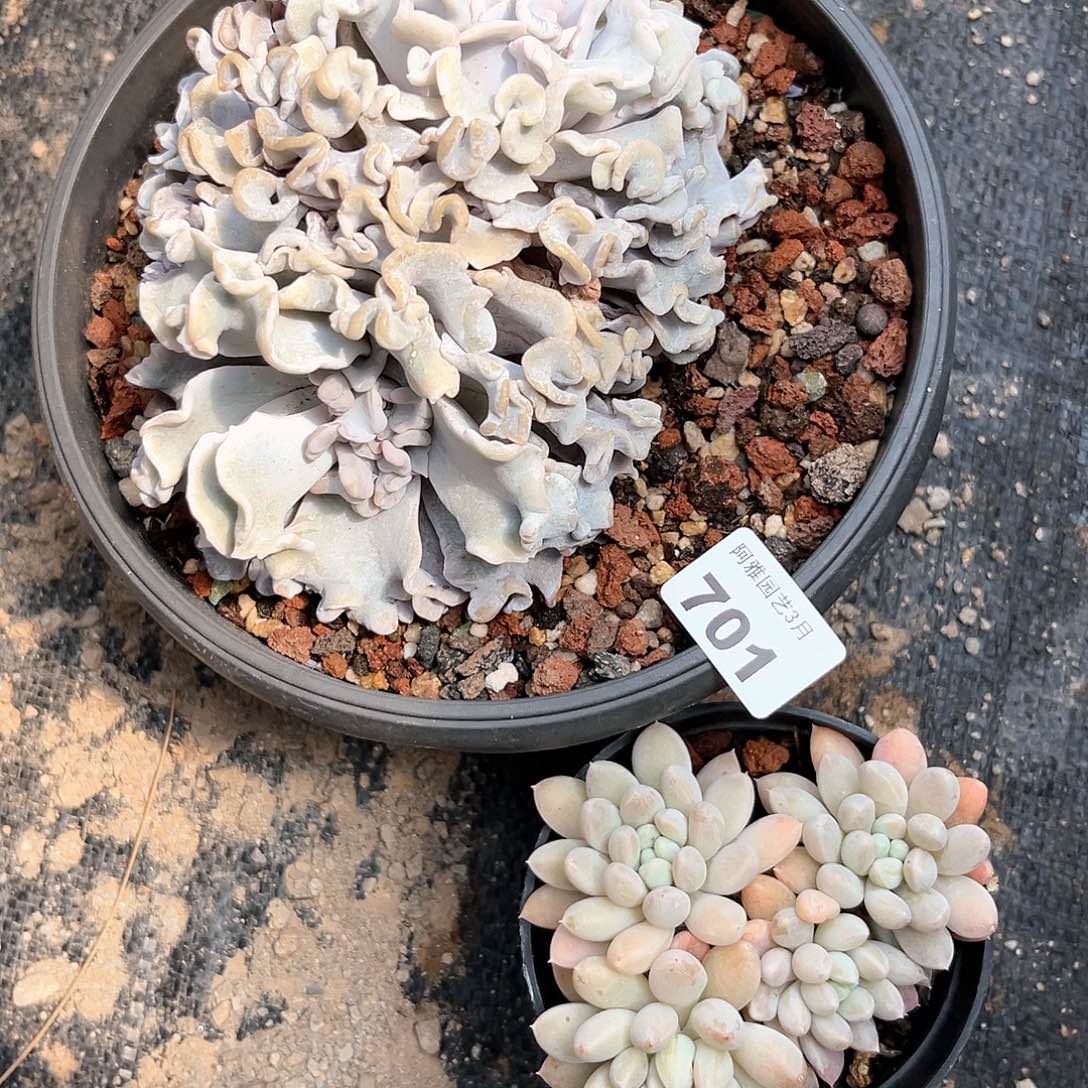 阿雅园艺。   701