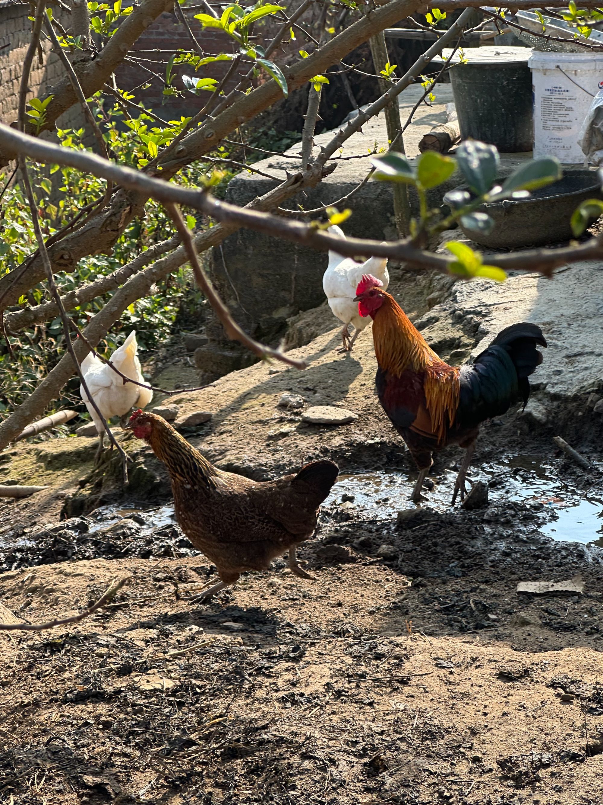 云南乡村土鸡走地鸡原鸡小体鸡