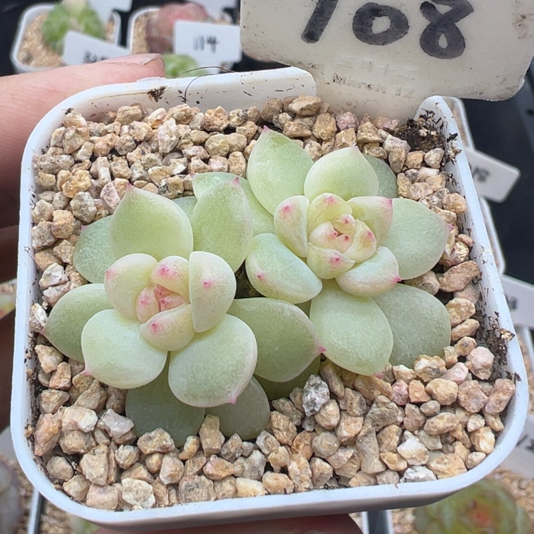 105号财富密码蜜语