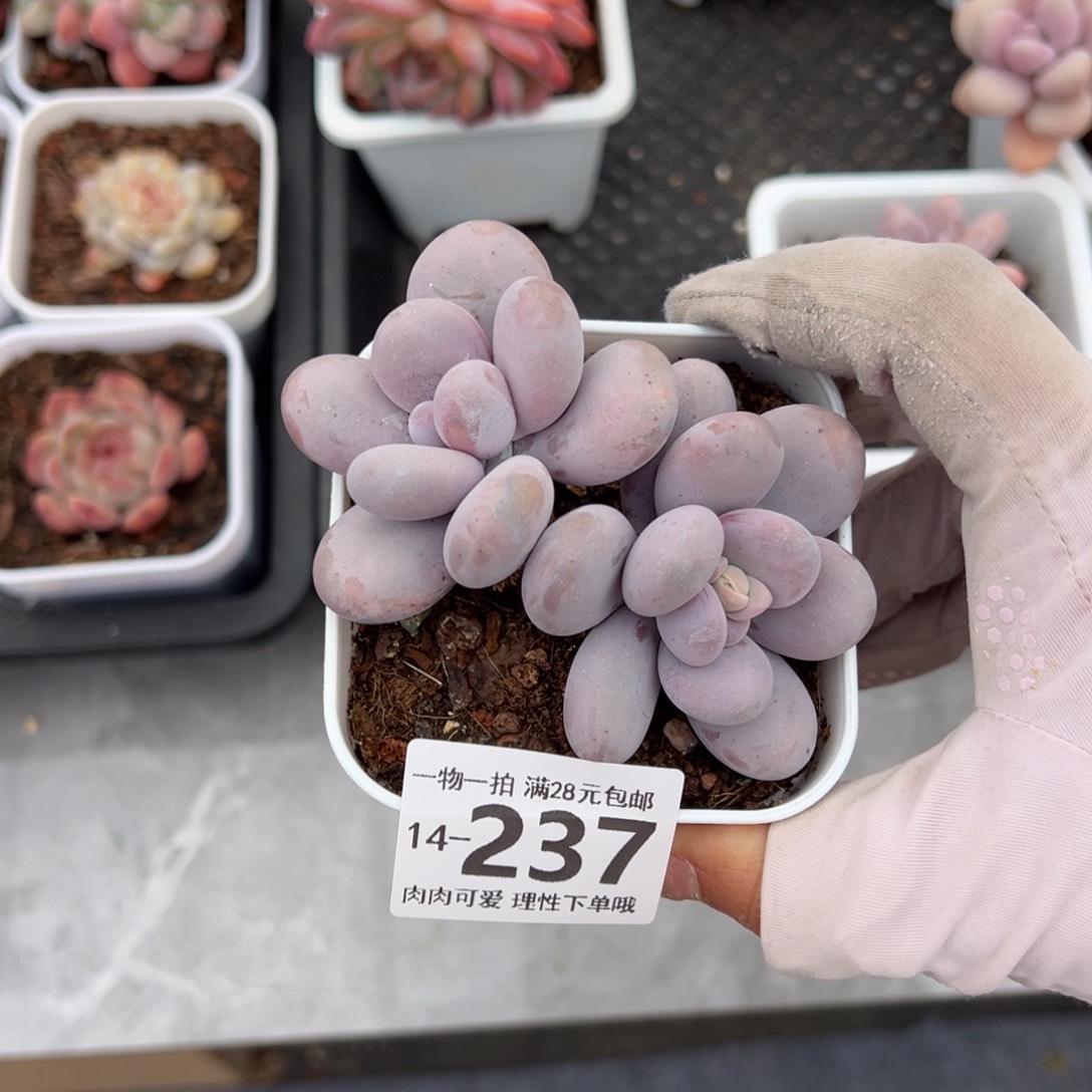 奶酪多肉多肉多肉多肉