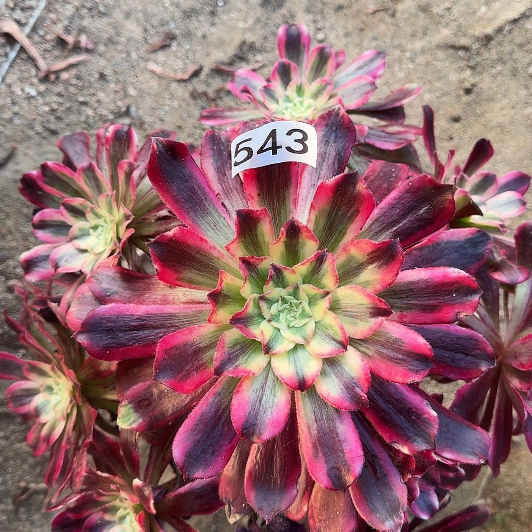 多肉植物法师波斯543