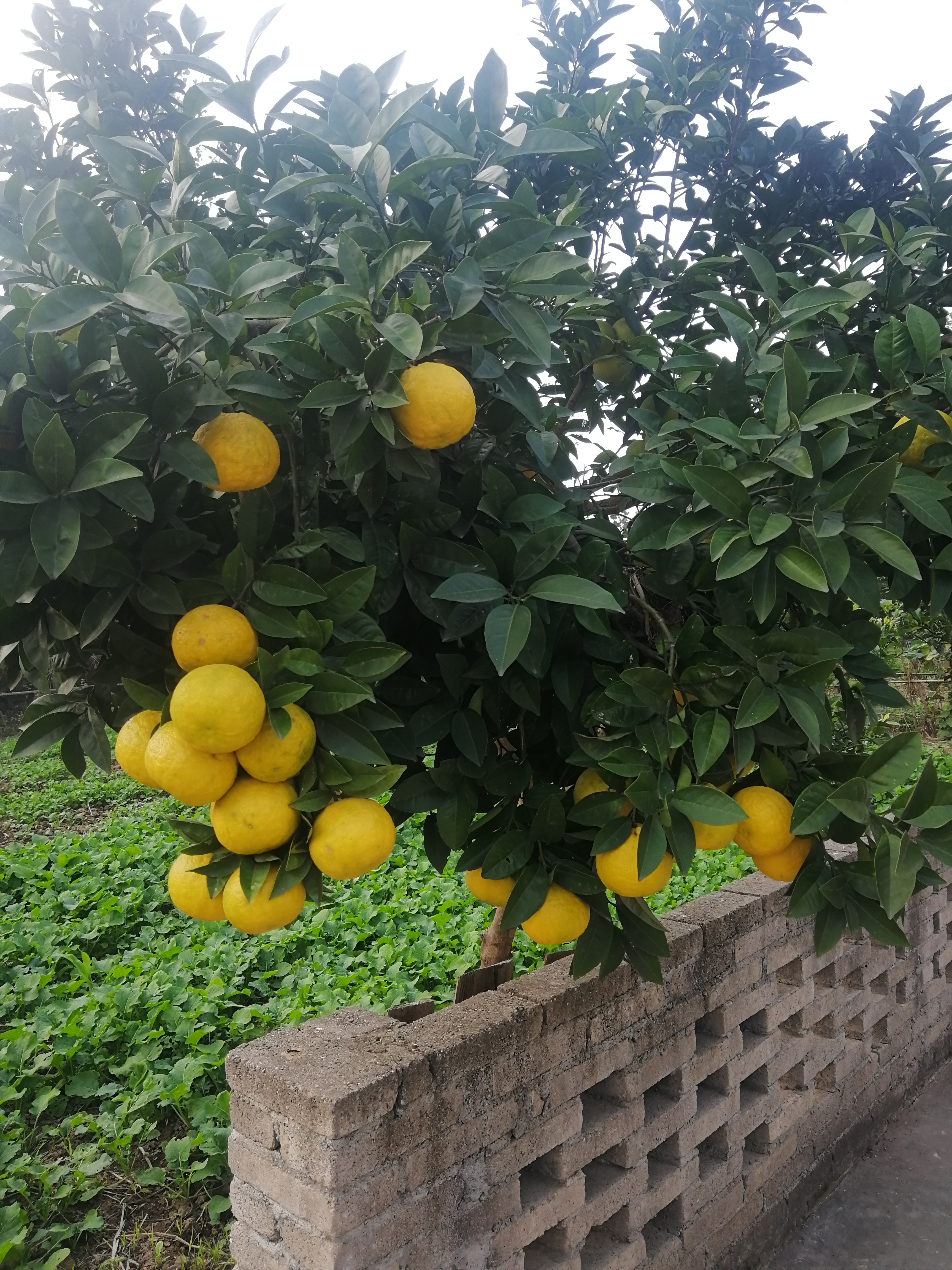 湖北荆州本地农村家门口种植臭皮柑 泡柑 酸柑子5/9斤速发