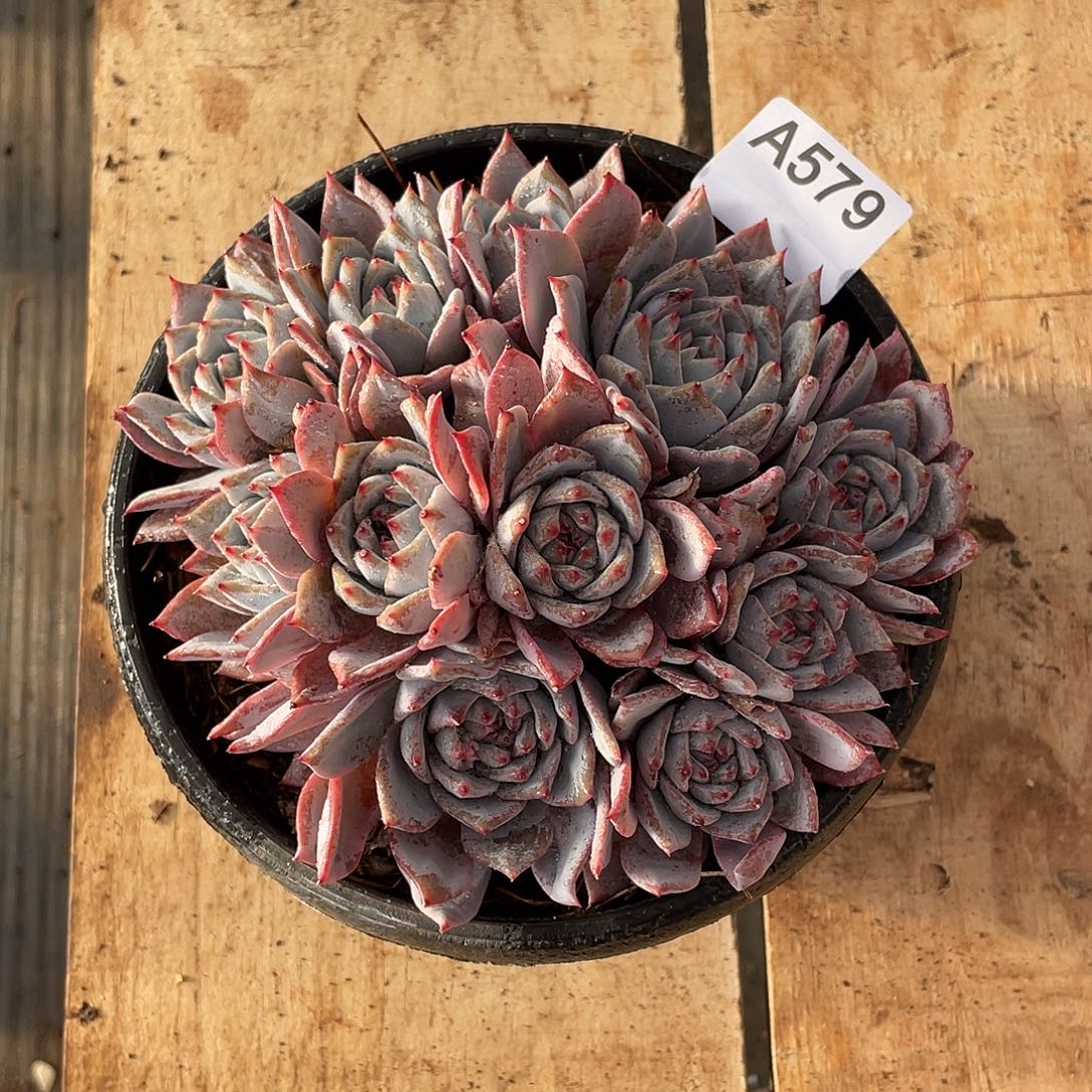 579多肉植物多肉植物