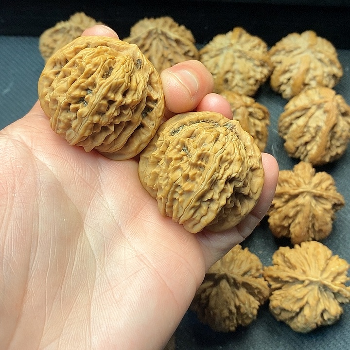 我是一只小小鸟地域鬼