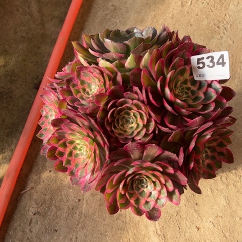 534云河朵朵多肉，