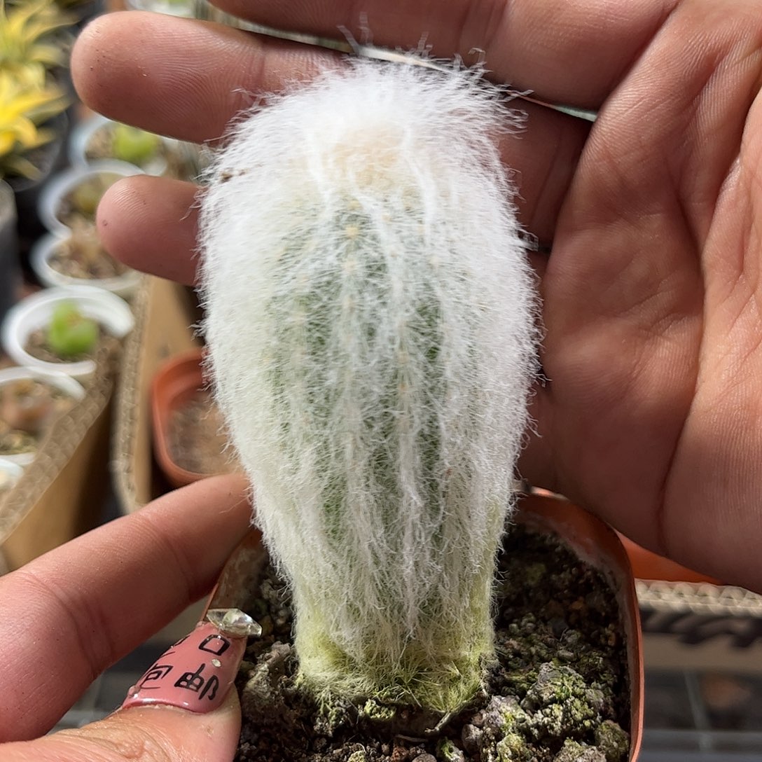 单头老乐单头发货单头发