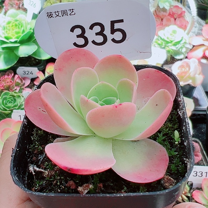 335大帕福利。      