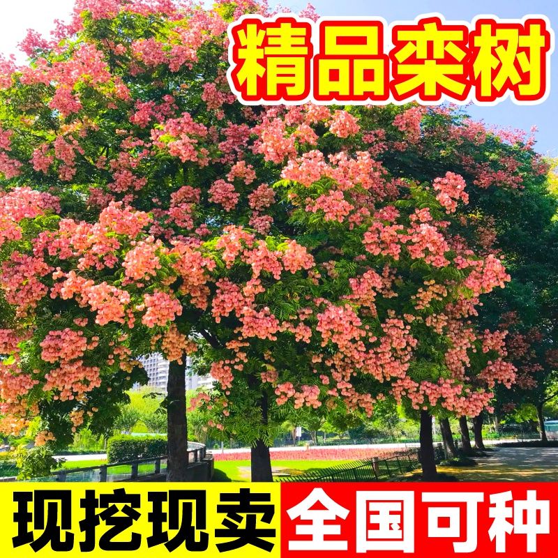 紫薇树苗地栽红火箭紫薇花树苗庭院花卉绿化工程树苗盆栽耐寒植物