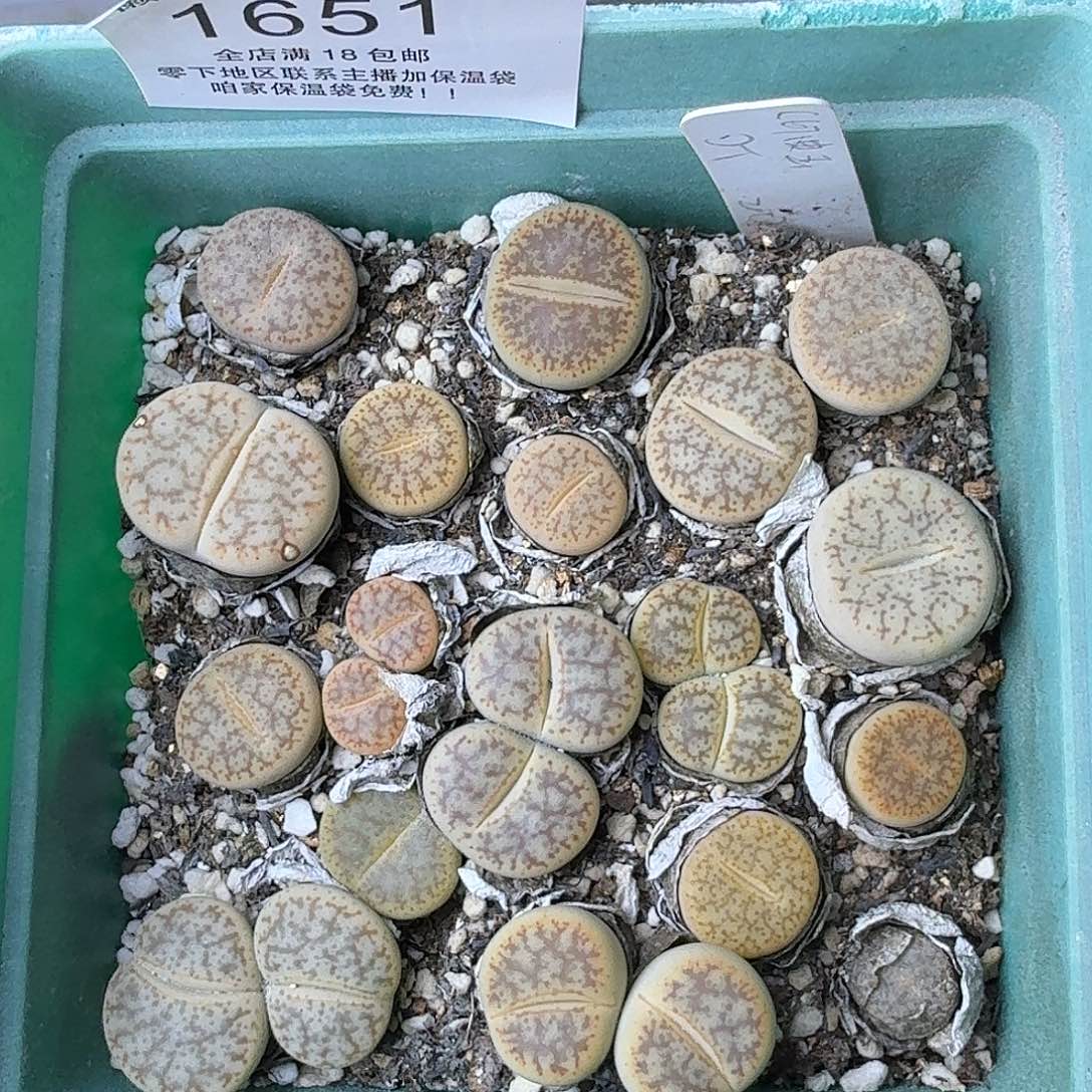 1651 哈哈哈哈哈哈哈哈哈哈哈