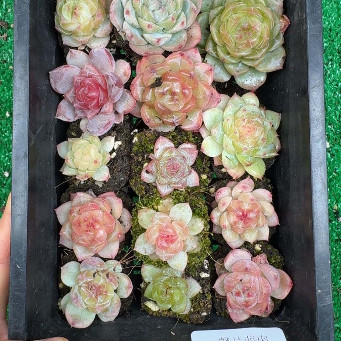 多肉一物一拍12-220