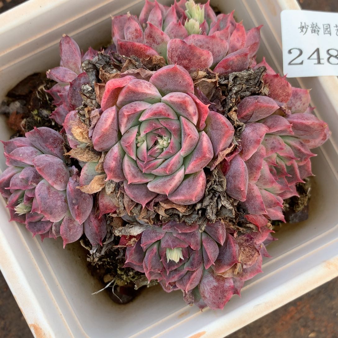 2485杂交精品基地11厘米