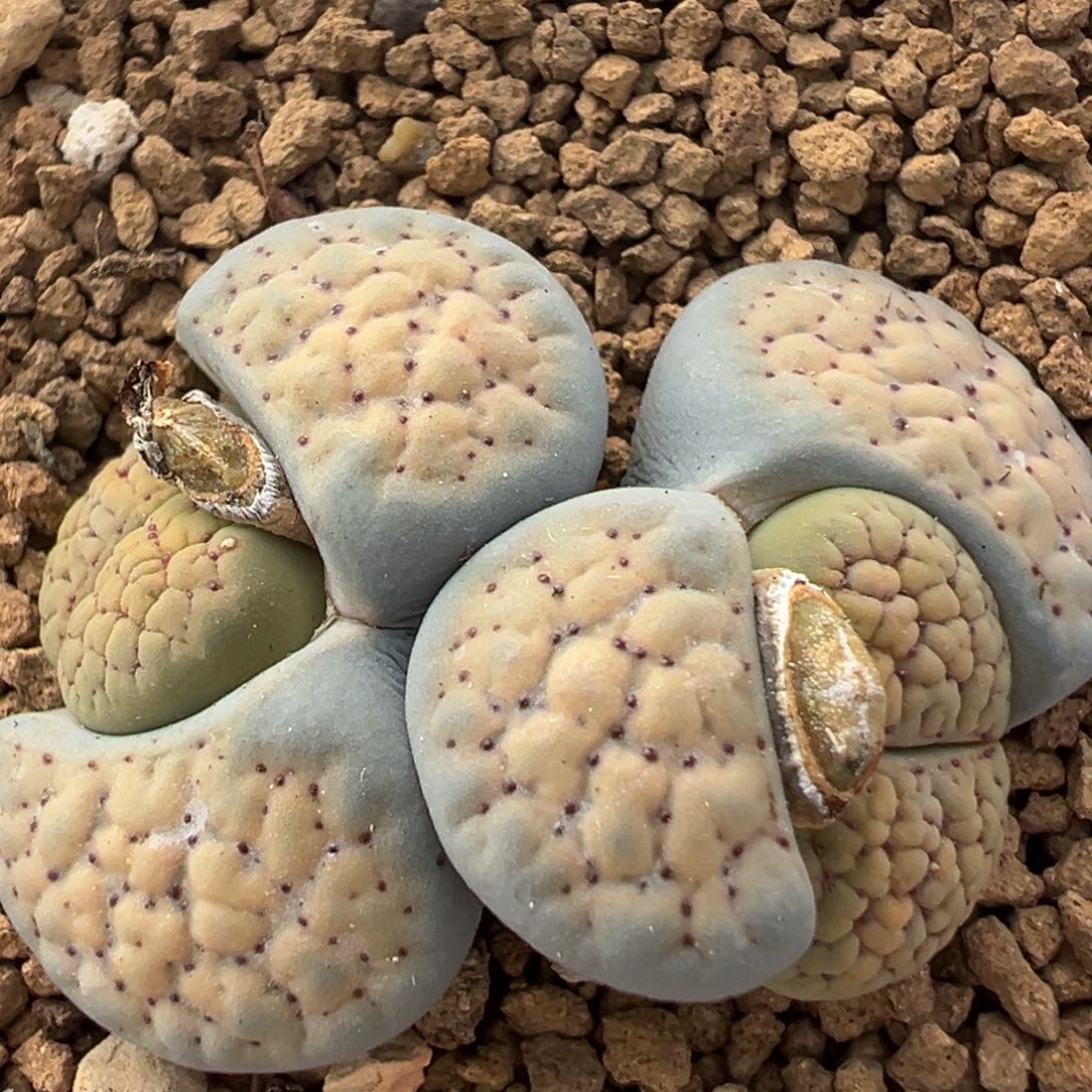 爱****23多肉植物百科植物