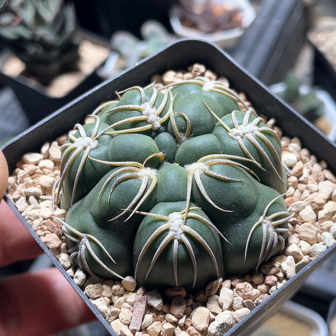 实生高木趴刺海王仙人球