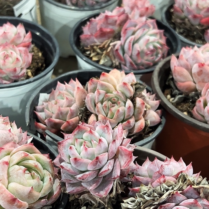 粉孤星群       福利多多