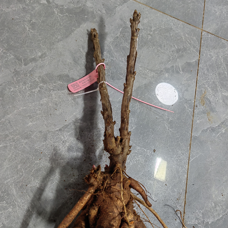 【进口名品牡丹】3年2枝条   进口和芍根